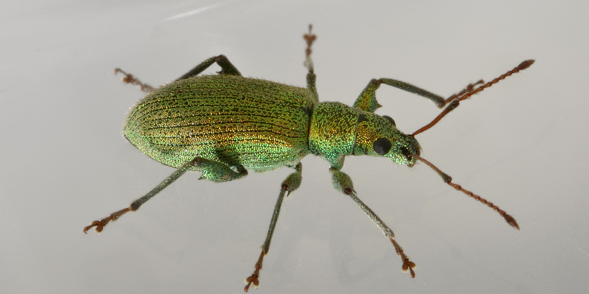 Curculionidae: Phyllobius arborator?  No, Phyllobius (Pterygorrhynchus) romanus